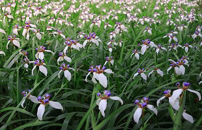 消息称《浪漫沙加开拓者2》重制版明年发售